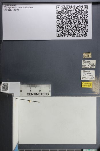 Media type: image;   Entomology 588639